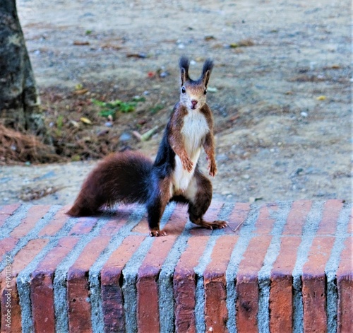 squirrel 