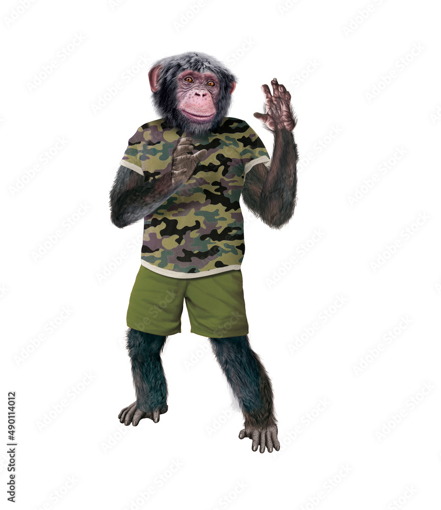 chimpanzé, habillé, militaire, camouflage, zoo, zoologique, soldat, attitude, model, mouvement, drôle , armé, salut, sympa, guère , sport,
