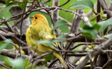 Pássaro conhecido como Canário-da-terra-verdadeiro da família dos thraupidae, eles tem como diferença a coloração laranja sobre a testa e a face e o corpo amarelo-limão nos machos, esse fotografado re