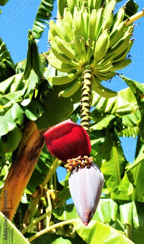 Banana flower 'Jardín Botánico - Histórico La Concepción'