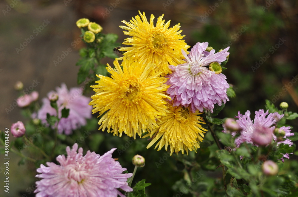 Naklejka premium Flowers garden chrysanthemums. Chrysanthemums in the garden. 