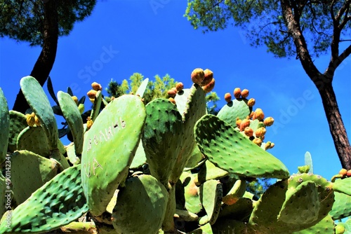 Ficus in 'Jardín Botánico - Histórico La Concepción'