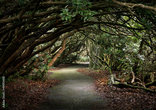 Arched walkway through the Rhododendron trees