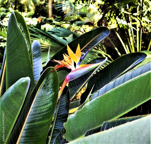 Sterilizia flower in 'Jardín Botánico - Histórico La Concepción'