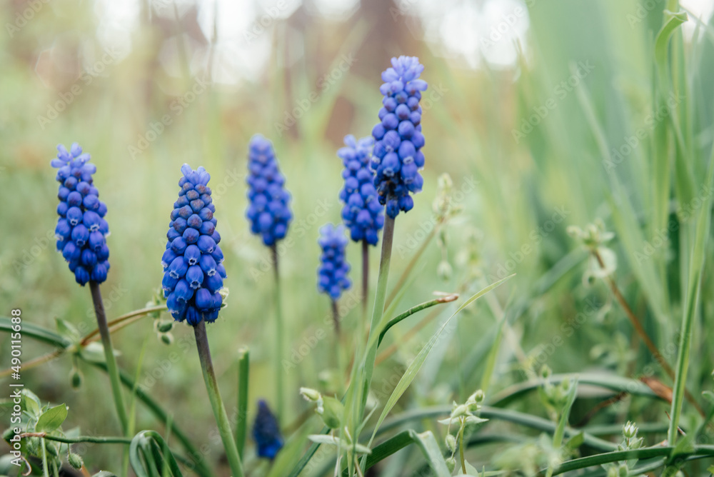 Early spring blue muscari or grape hycinth flowers in the garden Early spring blue muscari or grape hycinth flowers in the garden
