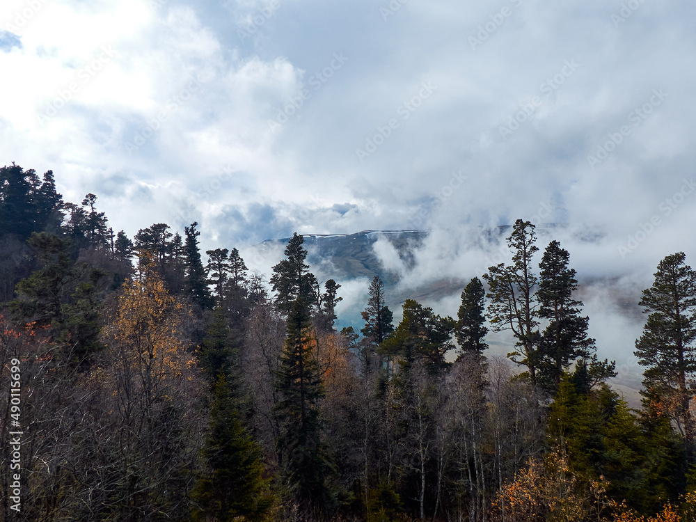 Autumn forest in the mountains.