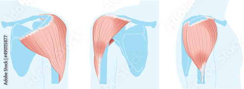 Deltoid Muscle. Shoulder Anatomy. Blue Version photo