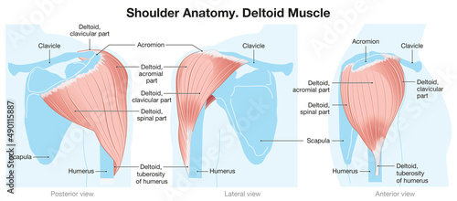 Deltoid Muscle. Shoulder Anatomy. Labeled.