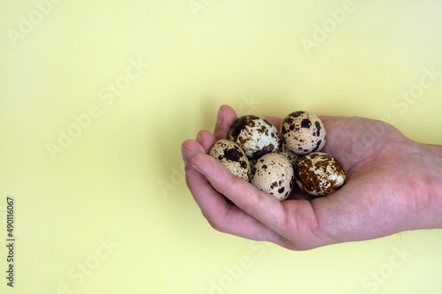man's hand holds handful of fresh quail eggs on yellow background. The concept of healthy eating and home cooking. Poultry farming, home farm