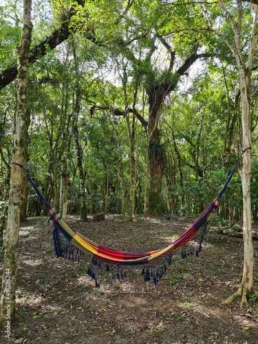 hammock in the forest
