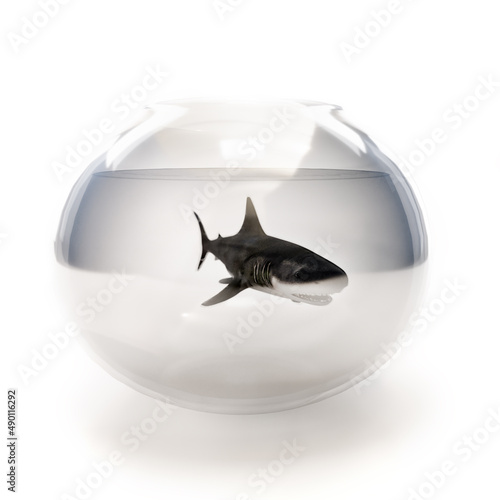 Shark swimming in glass fishbowl