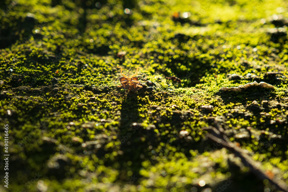 sunlight shining on an beetle in green moss on the rock during sunset sunlight shining on an beetle in green moss on the rock during sunset
