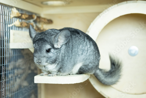 cute gray chinchilla sitting in his cage and looking curiously, concept pet lifestyle