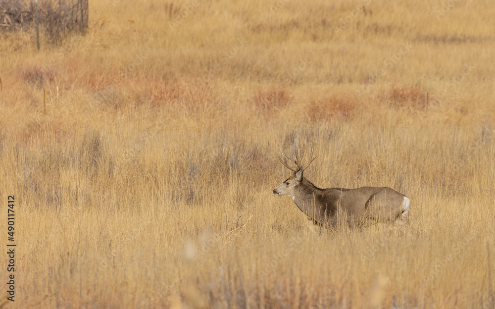 Mule Deer Buck During the Rut in Autumn in Colorado Mule Deer Buck During the Rut in Autumn in Colorado