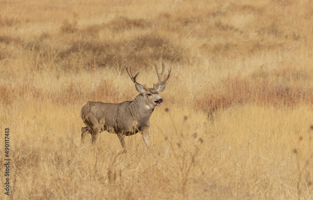 Mule Deer Buck During the Rut in Autumn in Colorado Mule Deer Buck During the Rut in Autumn in Colorado