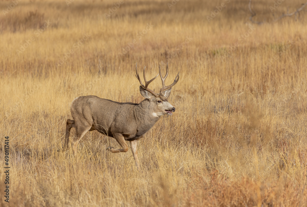 Mule Deer Buck During the Rut in Autumn in Colorado Mule Deer Buck During the Rut in Autumn in Colorado