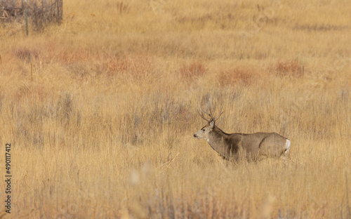 Mule Deer Buck During the Rut in Autumn in Colorado