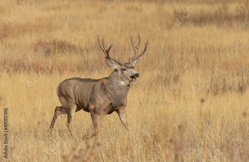 Mule Deer Buck During the Rut in Autumn in Colorado