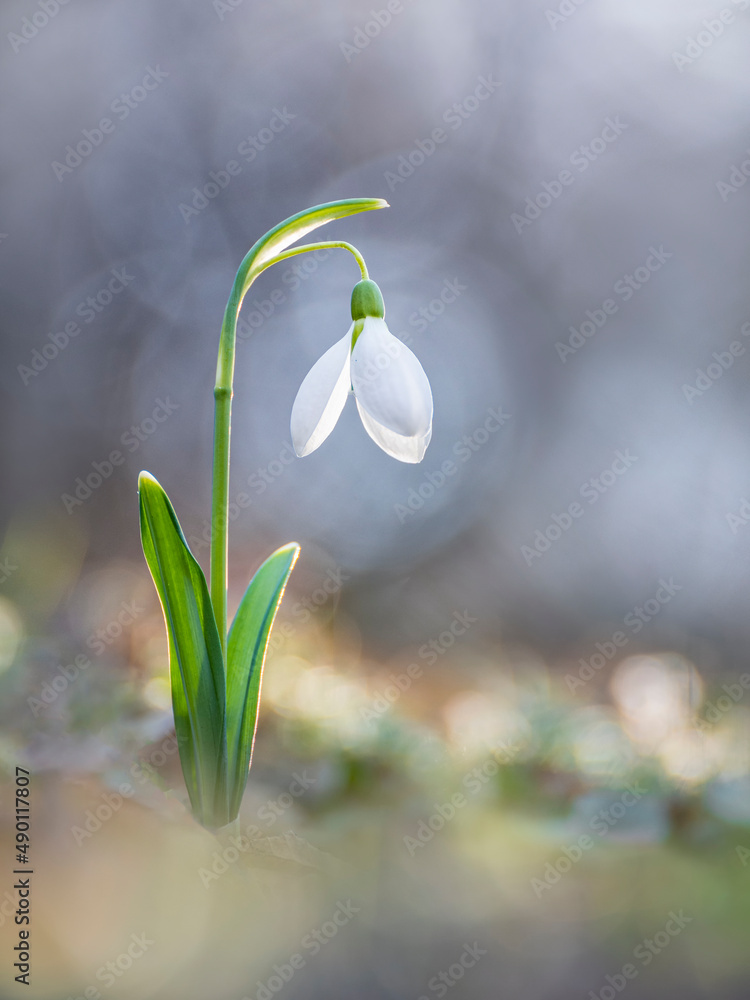 Spring flower snowdrop (Galanthus nivalis) blooming in a beautiful sunny day Spring season Spring flower snowdrop (Galanthus nivalis) blooming in a beautiful sunny day Spring season