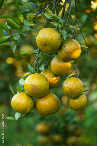 Ripe oranges on branches have green leaves Orange in farm.