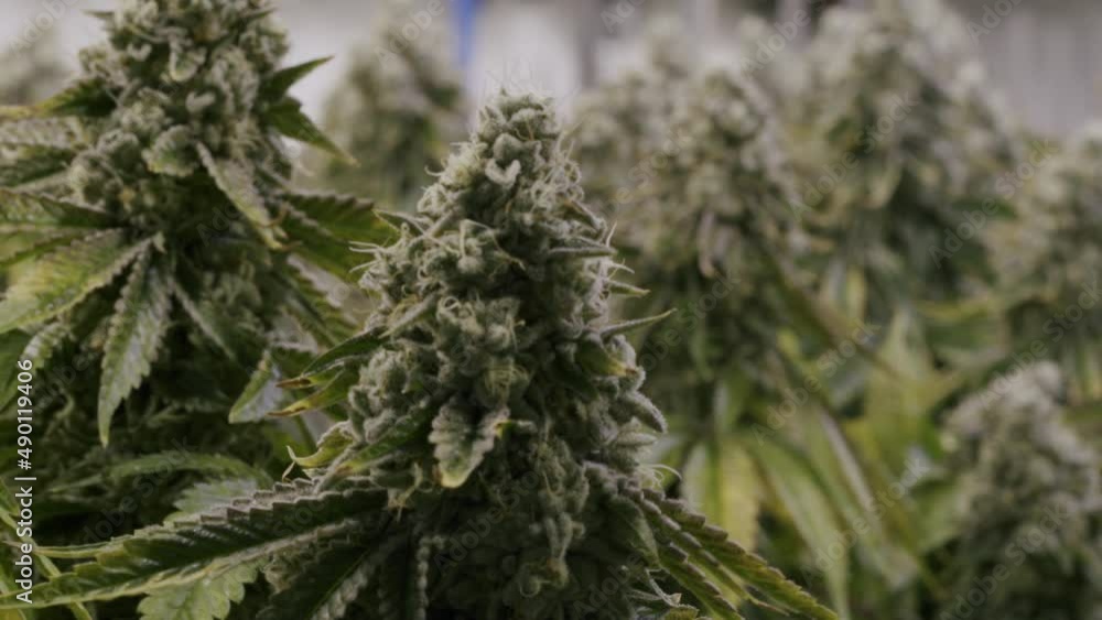 Canadian Marijuana Plant Bud, Grow Room, Canadian Medical Marijuana Industry Canadian Marijuana Plant Bud, Grow Room, Canadian Medical Marijuana Industry