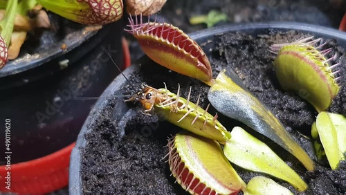 Cricket trapped at Venus flytrap plant (Dionaea muscipula), carnivorous plant in a pot photo