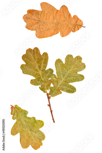 Dried oak leaves on a white background