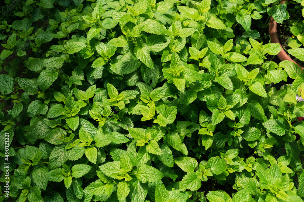 Hojas de toronjil, medicina natural, hojas verdes, hierbas medicinales, ángulo cenital Hojas de toronjil, medicina natural, hojas verdes, hierbas medicinales, ángulo cenital