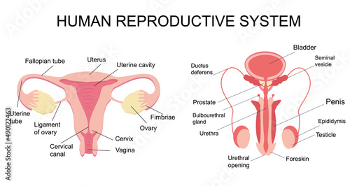 Healthy female and male reproductive system. Educational poster, infographic. Medical concept. Diagram of the ovaries, vagina, penis and testicles. Anatomy of the human genital organs.