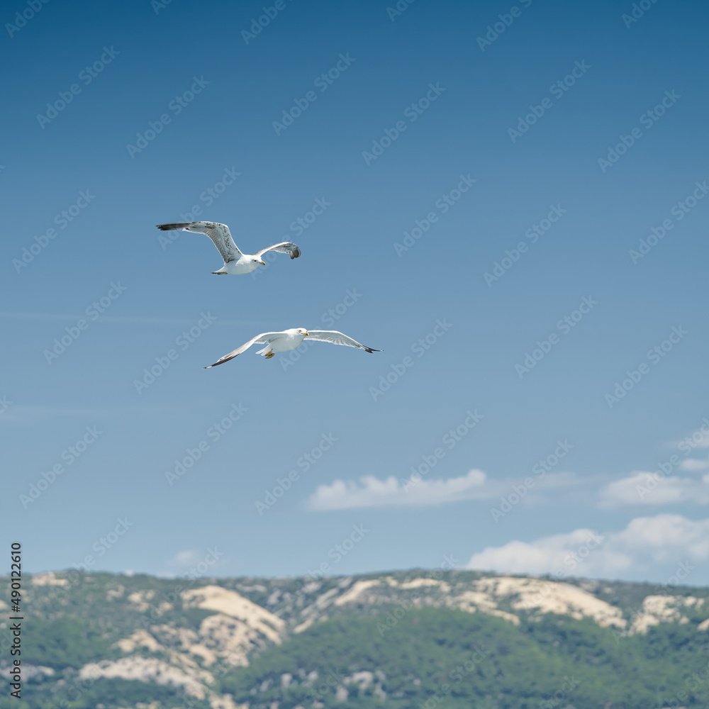 Seagulls fly after a boat near the island of Rab on the Adriatic Sea in Croatia