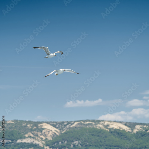 Seagulls fly after a boat near the island of Rab on the Adriatic Sea in Croatia © Heiko Küverling