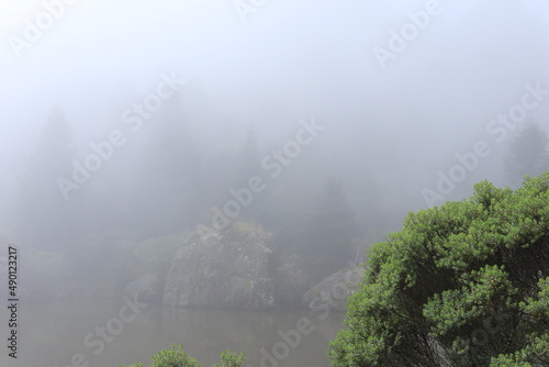Neblina y naturaleza © Sue