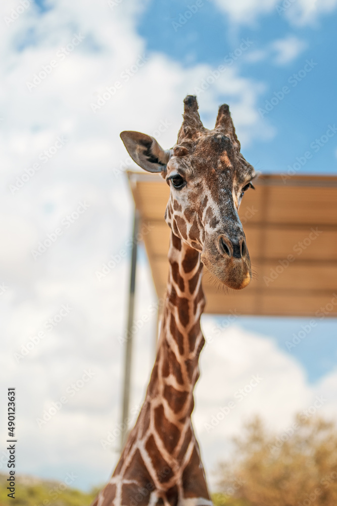 Naklejka premium Portrait of giraffe in national zoo.
