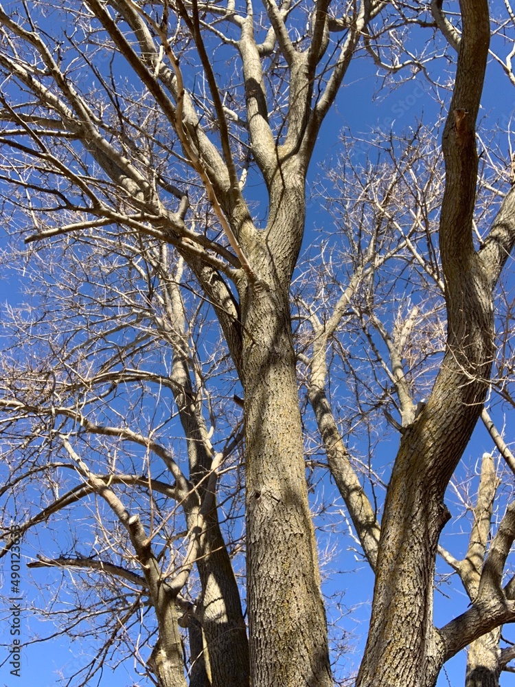 Stark Baron Winter Trees Against Azure Blue sky Nebraska Stark Baron Winter Trees Against Azure Blue sky Nebraska