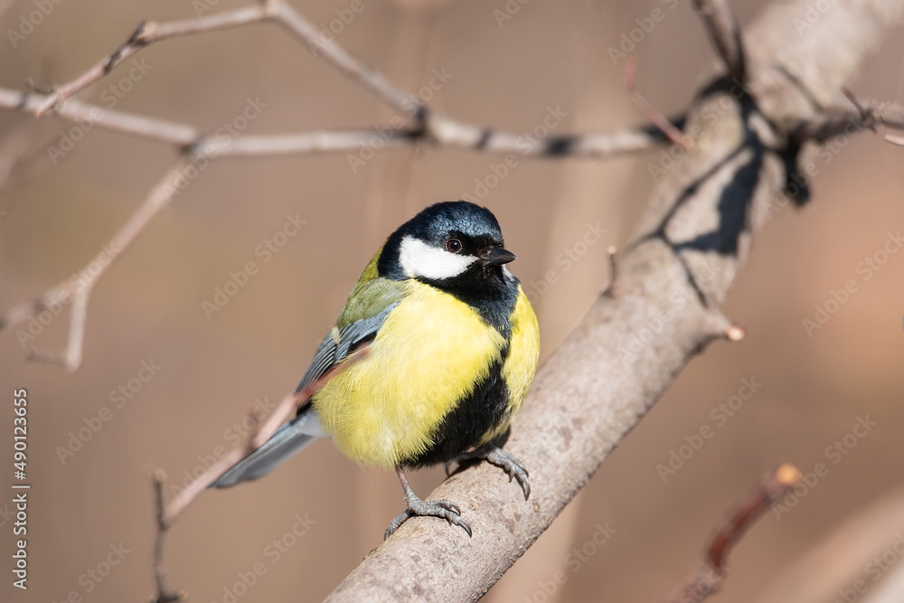 Great tit close up ( Parus major ).