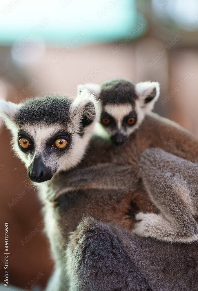 Obraz premium Portrait of lemur with cub in national park. Lemuroidea.