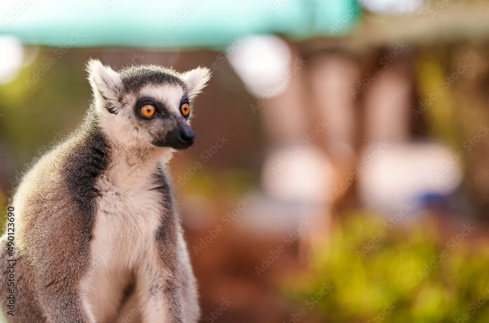 Obraz premium Portrait of lemur in national park. Lemuroidea.