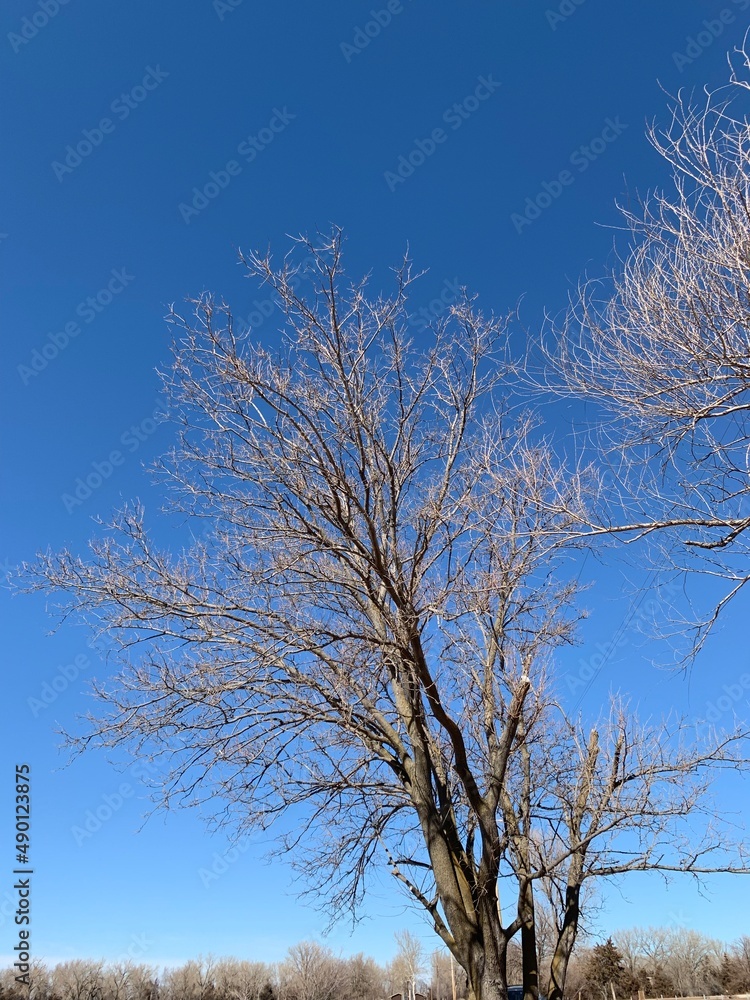 Stark Baron Winter Trees Against Azure Blue sky Nebraska Stark Baron Winter Trees Against Azure Blue sky Nebraska