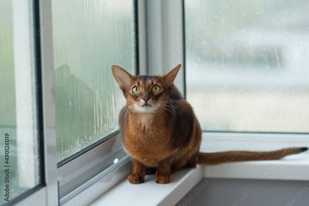 Abyssinian cat on the window