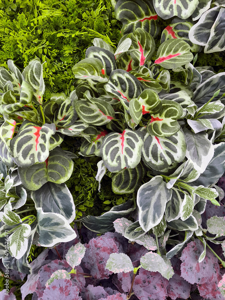 Calathea Makoyana and hedera helix canariensis together. Calathea Makoyana and hedera helix canariensis together.
