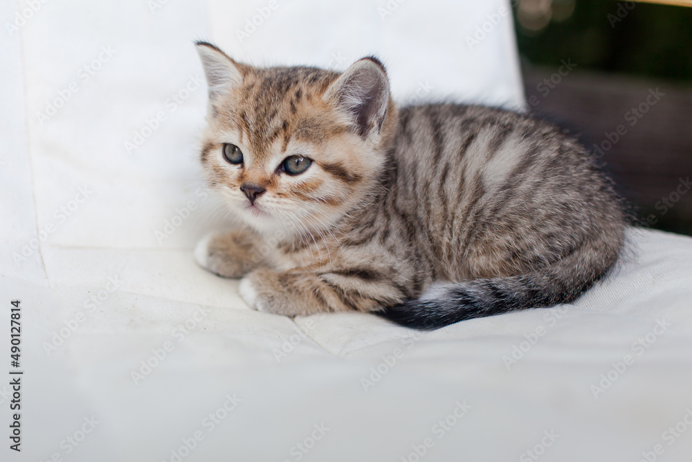 tabby kitten on the terrace in the country