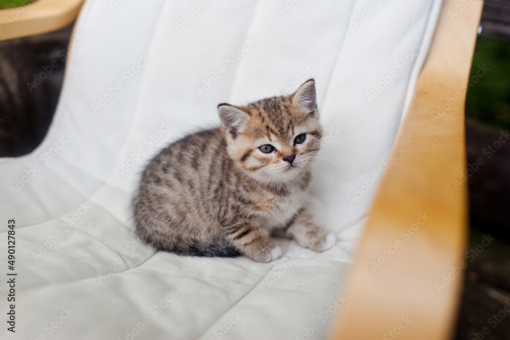 tabby kitten on the terrace in the country tabby kitten on the terrace in the country