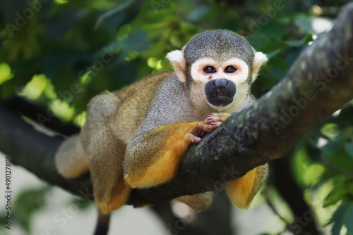 squirrel monkey lying face down on a branch photo