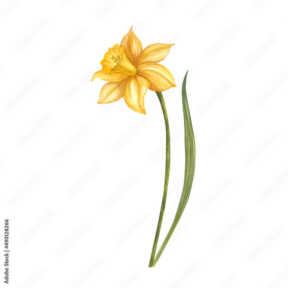 Narcissus watercolor illustration. Hand painted card isolated on white ...