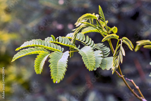 Spring shoots of Albizia