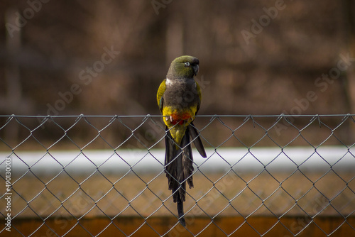 Patagonian conure standing on a fence Fototapet