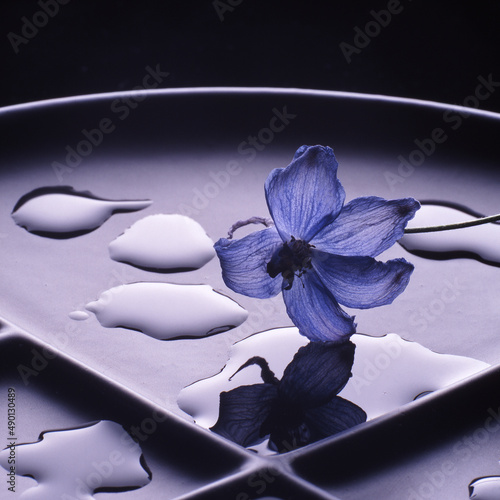 Blaue Blume mit Wasserflaechen photo