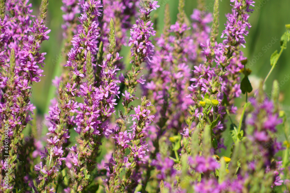 Purple loosestrife in bloom closeup view with selective focus on foreground Purple loosestrife in bloom closeup view with selective focus on foreground