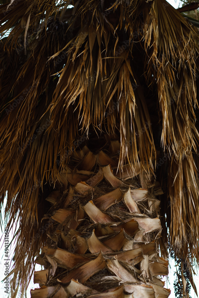 Trunk of palm tree with pruned leaves, isolated on sky. Stock Photo ...