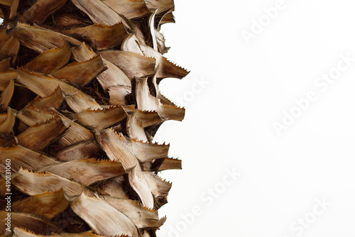 Macro of a Palm Tree Trunk, Close-up.